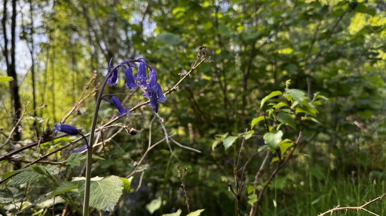 IMG_8671.jpeg
