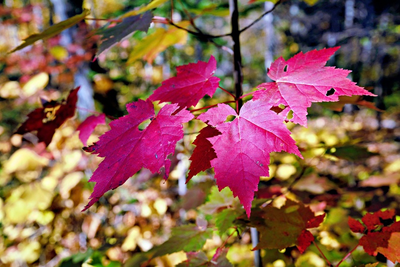 5D4_4942_Radiant-Bearbeitet.jpg
