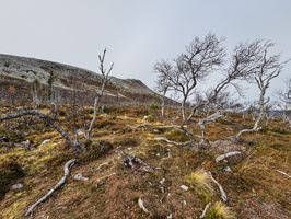 IMG 7090