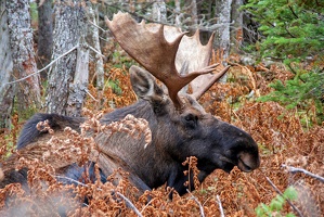 Moose