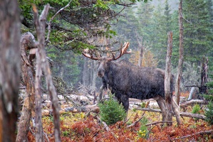 Moose Bull