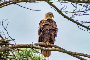 Bold Eagle