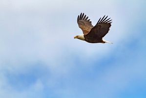 Bold Eagle