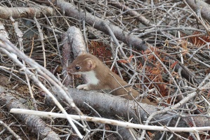 American Marten