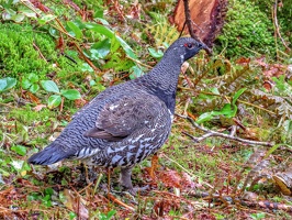Grouse