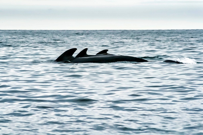 Pilot Whales, Pleasant Bay, Nova Scotia IMG_2123-Bearbeitet.jpg
