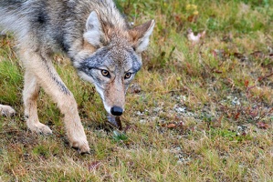 Coyote