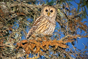 Owl