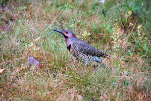 Northern Flicker