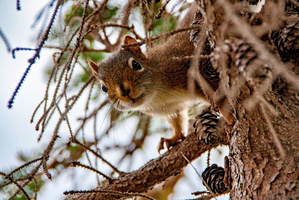 Squirrel