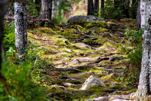 Coastal Trail